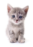 Fototapeta Koty - Kitten on white background.