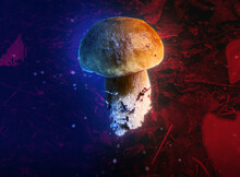 Magic Mushrooms On A Colored Neon Background.