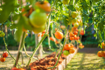 Wall Mural - Fresh red ripe tomatoes hanging on the vine plant growing in organic garden