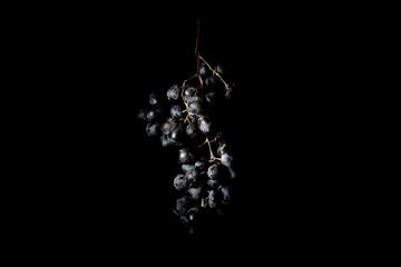 A bunch of fresh black grapes, one light source, on a black background