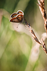 Wall Mural - The brown argus