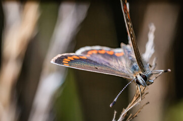 Sticker - The brown argus