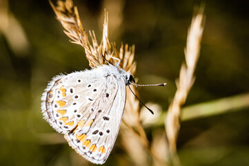 Canvas Print - Butterfly on the meadow