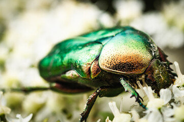 Canvas Print - A colorful creature