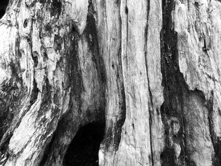 old wood texture in black and white