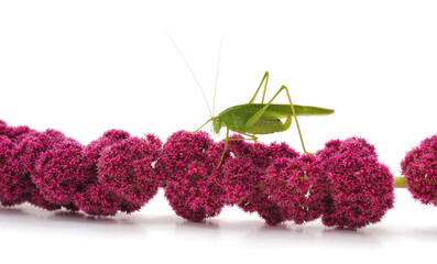 Canvas Print - Green grasshopper on amaranth flower.