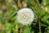 Fototapeta Dmuchawce - A robber fly on a dandelion and blurred green background - Stockphoto