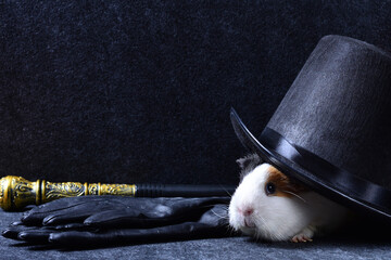 A white guinea pig under a black tall hat with leather gloves and a magic knobbed cane on a dark copy space background