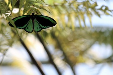 Butterfly on green leave in the sun