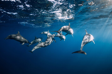 Wall Mural - Family of Spinner dolphins in tropical ocean with sunlight. Dolphins in underwater