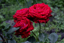 Red Rose Petals With Rain Drops Closeup. Red Rose. Red Rose In Raindrops. Red Rose