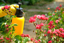 Gardener With Protective Gloves Spraying A Blooming Flowers. Using Garden Spray Bottle With Pesticides To Control Insects And Plant Diseases.
