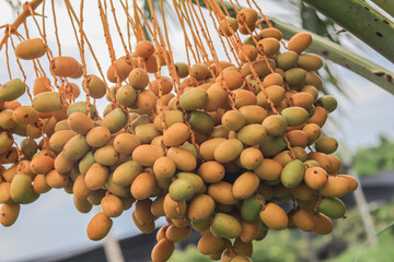 Date Palm laden with dates