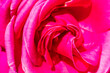 canvas print picture - Rote Rose