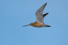 Bar-tailed Godwit (Limosa Lapponica)
