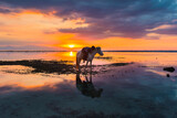 Fototapeta Psy - Gili Air sunset, a man with a horse