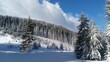 © Krystyna - snow covered trees