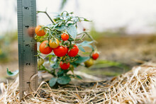 A Bush Of Miniature Red Ripe Tomatoes With A Ruler Next To It That Displays The Size In Inches.