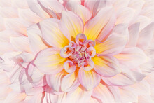 Close Up Of Pink Dahlia Flower