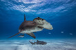 Great hammerhead shark in caribbean sea
