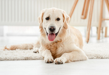 Wall Mural - Cute dog sitting in light room