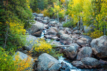 Boulder Creek With Aspen Trees Turing Color In The Autumn Season In Rocky Mountain National Park, Colorado