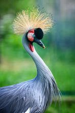 Beautiful Crowned Crane With Blue Eye And Red Wattle