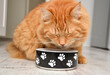 Fluffy ginger domestic long haired cat eating dry food from a bowl