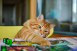Fuffy ginger cat ,sitting on a chair interacting with a board game
