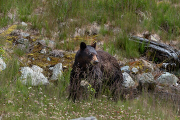 black bear looking for food in jasper national park in canada