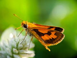 Fototapeta Zwierzęta - Large skipper macro (Ochlodes sylvanus) - Butterfly