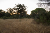 Fototapeta  - las drzewa natura krajobraz widok