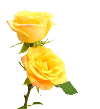Yellow Roses Free Stock Photo - Public Domain Pictures