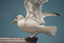 A Seagull Gets Ready To Take Flight At Brighton Pier, UK - June 2020