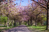 Fototapeta Przestrzenne - Stradina sterrata in mezzo al bosco e ai ciliegi in fiore.
