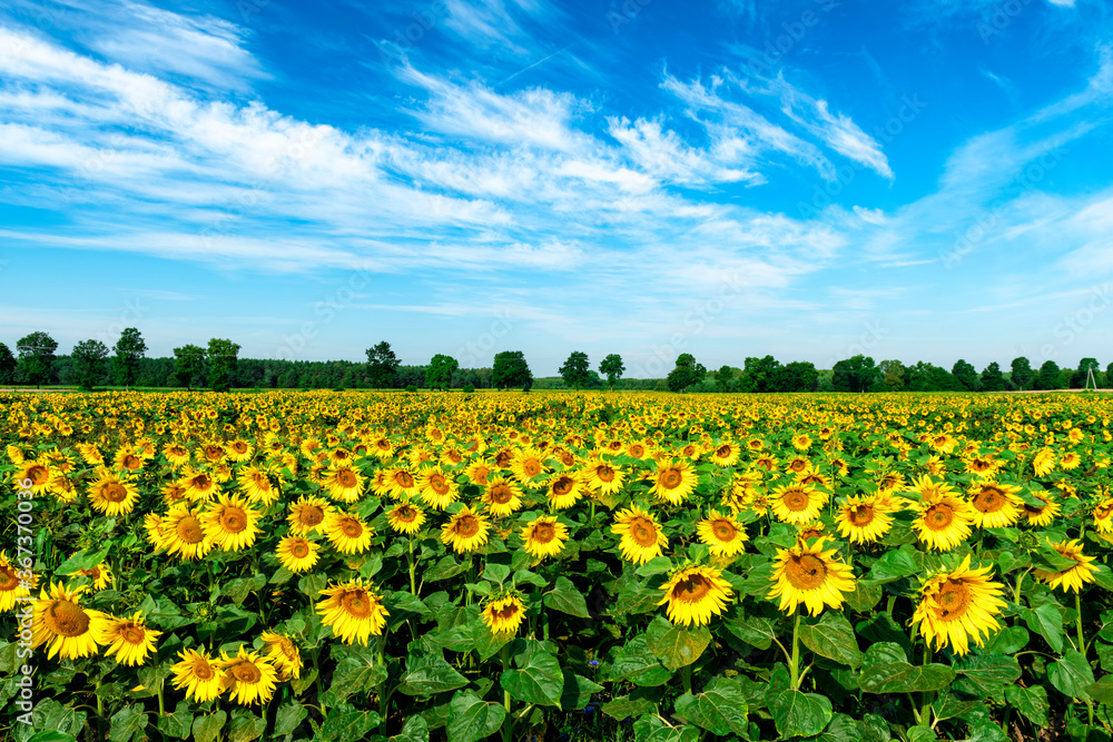 Beautiful summer day over sunflower field - obrazy, fototapety, plakaty 