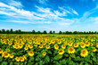 Beautiful summer day over sunflower field