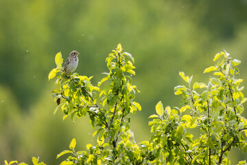 Wall Mural - Corn Bunting (Emberiza calandra). Russia