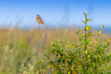 Sticker - Corn Bunting (Emberiza calandra). Russia