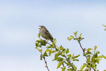 Sticker - Corn Bunting (Emberiza calandra). Russia