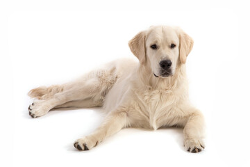 Golden retriever dog lies on a white background.