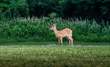 White-tailed Deer Fawn In An Open Meadow