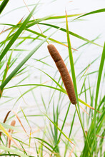 Cattail Or Reedmace Plant With Narrow Green Leaves And Flowering Brown Spike Is Growing Beside Of Pond. Vertical Photo In Wetland