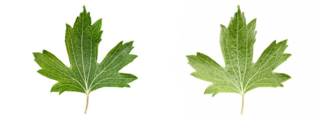 Wall Mural - Close up currant leaf isolated on a white background.