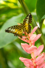 Brown And Yellow Butterfly On A Pink Flower