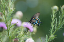 Butterfly 2019-237 / Pipevine Swallowtail (Battus Philenor)