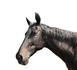 Wall Mural - Closeup view of dark bay horse isolated on white. Beautiful pet