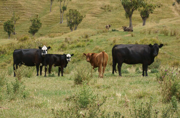 cows in the field