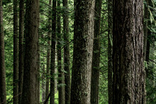 Close up of trees in a cedar forest