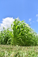 Sticker - Corn Plants